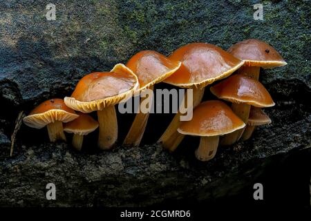 Der Samtschaft (Flammulina velutipes) - essbar Stockfoto