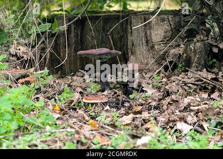 Die lackierte Halterung (Ganoderma lucidum) Stockfoto