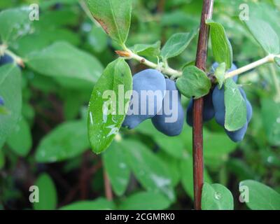 Geißelbeere. Eine blaue Beeren auf einem Zweig. Stockfoto