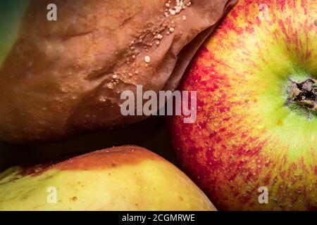 Faule Äpfel. Beschädigte Früchte durch zu lange Lagerung. Schimmel und Apfelkrankheit. Stockfoto