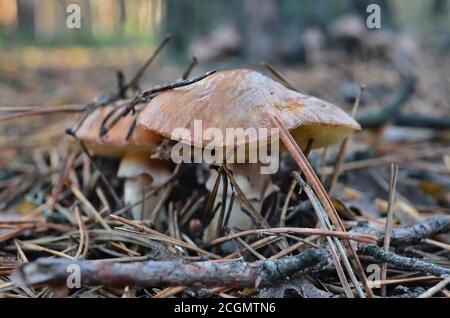 Pilze suillus luteus in trockenen Kiefernnadeln, Ukraine. Geringe Schärfentiefe, Nahaufnahme. Stockfoto