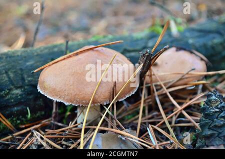 Pilze suillus luteus in trockenen Kiefernnadeln, Ukraine. Geringe Schärfentiefe, Nahaufnahme. Stockfoto