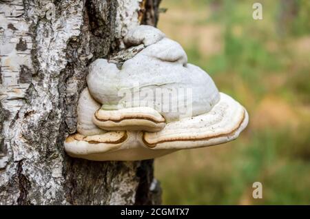 Regalpilz (Chaga). Fomes fomentarius (auch bekannt als Zunder-Pilz, Hufpilz oder Zunder-Polypore). Der Bracketpilz, der auf dem Stamm der Birke wächst. Stockfoto