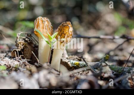 Verpa Bohemica (auch bekannt als die frühe Morel oder frühe falsche Morel). Morchellaceae. Frühlingspilze wachsen im alten Garten. Stockfoto