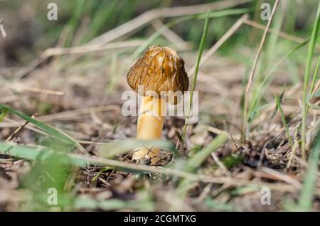 Verpa Bohemica (auch bekannt als die frühe Morel oder frühe falsche Morel). Morchellaceae. Frühlingspilz wächst im alten Garten. Stockfoto