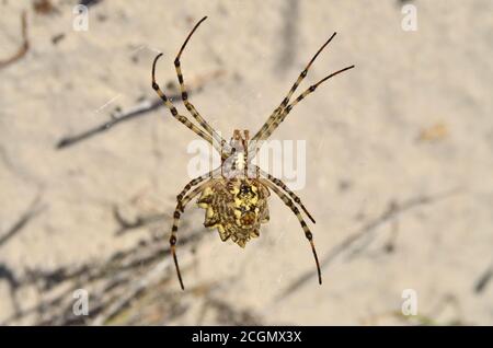 Araneidae. Argiope lobata Spinne auf einem Spinnennetz in seinem natürlichen Lebensraum. Fauna der Ukraine. Geringe Schärfentiefe, Nahaufnahme. Stockfoto