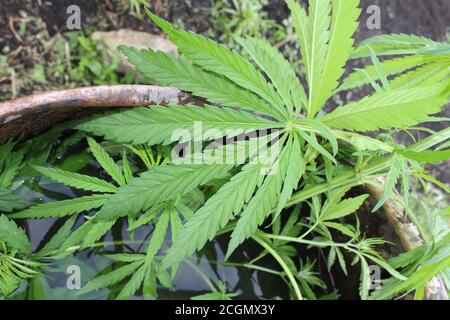 Ein Zweig Hanf mit Blättern. Marihuana mit leuchtend grünen Blättern. Stockfoto