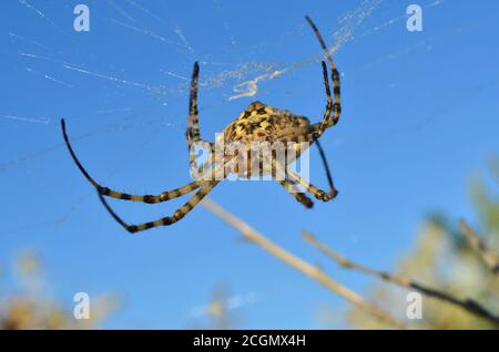 Araneidae. Argiope lobata Spinne auf einem Spinnennetz in seinem natürlichen Lebensraum. Fauna der Ukraine. Geringe Schärfentiefe, Nahaufnahme. Stockfoto