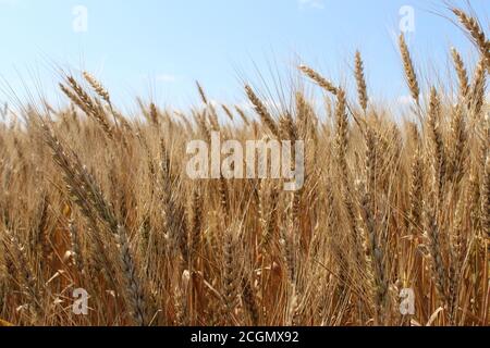 Reife Weizenohren auf dem hellblauen Himmel Hintergrund. Stockfoto