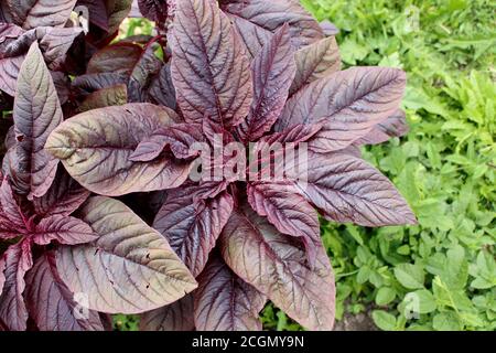 Der rote Amaranth Valentina. Heilpflanze mit violetten Blättern. Stockfoto