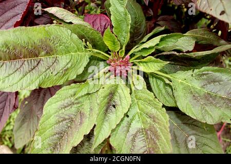 Garten Orach Atriplex hortensis, grüner Amaranth mit Blättern, Blumen, Samen. Stockfoto