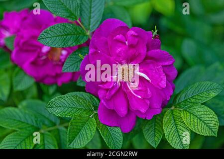 Rosa rugosa Thunb. Wilde Rosenblüten am Busch Stockfoto