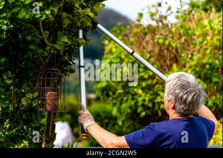 Ältere Dame, die Baum schneidet, die Hausgartenarbeit mit langen Baumscheren macht. Stockfoto
