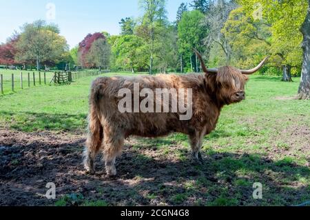 Shaggy schottische Highland Rinder in einem Grasfeld. Stockfoto