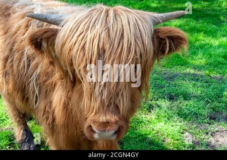 Nahaufnahme von shaggy schottischen Highland Rinder in einem Grasfeld. Stockfoto