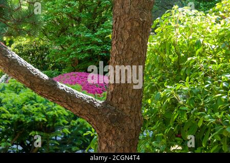 Portland, Oregon - 09. Mai 2013: Üppige Vegetation mit rosa Azaleen und Nahaufnahme von texturierten Baumstämmen im japanischen Garten in Portland, Oregon. Stockfoto