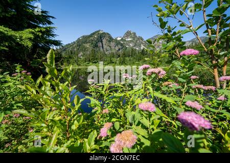 Wildblumen im Vordergrund am Picture Lake im Bundesstaat Washington Mit Mount Shuskan Berg im Hintergrund Stockfoto
