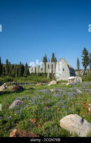 Wunderschöne Wildblumen-Almwiese im Paradies Besucherzentrum Des Mount Rainier National Park im Staat Washington im Sommer Stockfoto