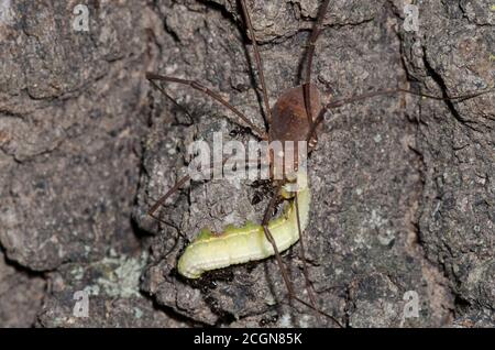 Harvestman, Order Opiliones, und Akrobaten Ameisen, Crematogaster sp., scavenging auf toten Raupe Stockfoto