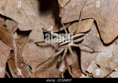 Gepunktete Wolfsspinne, Rabidosa punctulata, im Blattstreu auf Waldboden Stockfoto