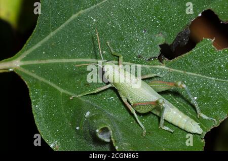 Auffällige Grasshopper, Hesperotettix speciosus, Erwachsene Weibchen Stockfoto