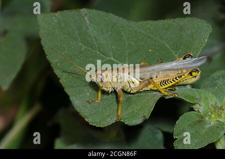 Differential Grasshopper, Melanoplus differentialis, männlich Stockfoto