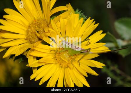 Geradliniger Wiesenotter Katydid, Conocephalus strictus, Weibchen auf spanischer Goldsuche, Grindelia ciliata Stockfoto