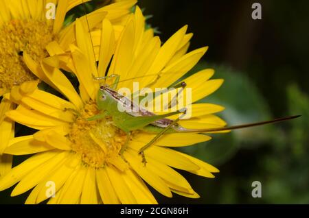 Geradliniger Wiesenotter Katydid, Conocephalus strictus, Weibchen auf spanischer Goldsuche, Grindelia ciliata Stockfoto