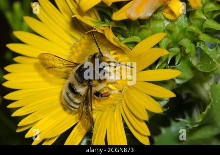 Blätterbiene, Megachile sp., Futter auf spanischem Gold, Grindelia ciliata Stockfoto