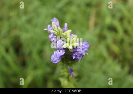 Nahaufnahme der großartigen Belia in Somme Woods in Northbrook, Illinois Stockfoto