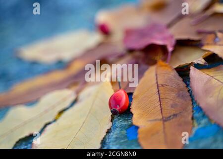 Die Herbstblätter sind in der Komposition auf dem Stein angeordnet. Stockfoto