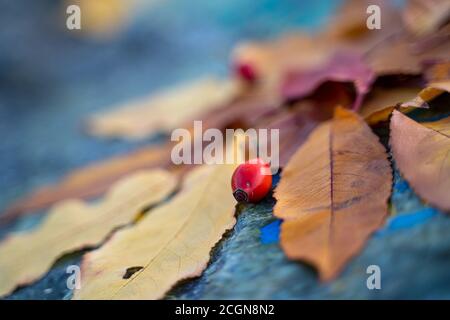 Die Herbstblätter sind in der Komposition auf dem Stein angeordnet. Stockfoto