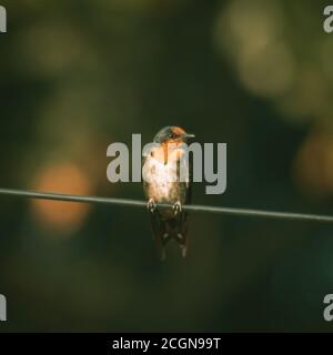 Pacific Swallow auf der Stromleitung. Stockfoto