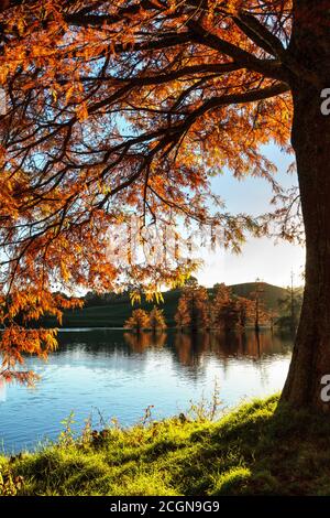 Eine kahle Zypresse mit goldrotem Herbstlaub an der Seite Eines Sees Stockfoto