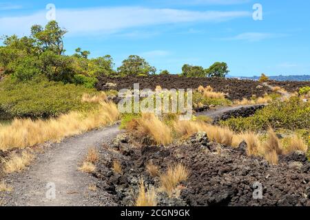 Rangitoto Island, eine vulkanische Insel in Neuseeland. Ein Pfad, der durch die spärliche Vegetation der schwarzen Lavafelder führt Stockfoto