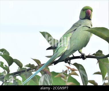 ROSENBERINGSITTICH Stockfoto