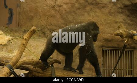 Baby Gorilla beim Wandern im avairy. Stockfoto