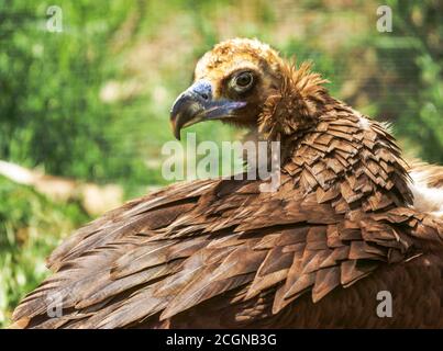 Schwarzer Geier 'Aegypius monachus' ein Erwachsener, der nach Verletzten in Gefangenschaft gebracht wurde.Südwestfrankreich. Stockfoto