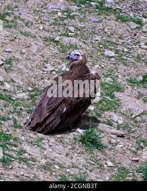 Schwarzer Geier 'Aegypius monachus' ein Erwachsener, der nach Verletzten in Gefangenschaft gebracht wurde.Südwestfrankreich. Stockfoto