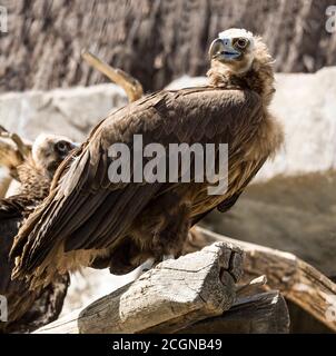 Schwarzer Geier 'Aegypius monachus' ein Erwachsener, der nach Verletzten in Gefangenschaft gebracht wurde.Südwestfrankreich. Stockfoto