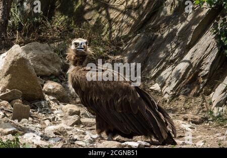 Schwarzer Geier 'Aegypius monachus' ein Erwachsener, der nach Verletzten in Gefangenschaft gebracht wurde.Südwestfrankreich. Stockfoto