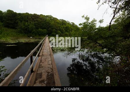 Berühmte Seerosenteiche von Bosherton, Wales. Eine schmale Brücke mit Holzgeländer auf einer Seite geht über den Teich mit dunklem Wasser und Flecken von Seerosen. Stockfoto