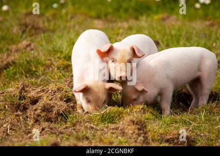 Nahaufnahme von drei kleinen Schweinen (Ferkel), die zusammen auf einer Weide grasen. Zwei von ihnen tauchen im Gras, während die in der Mitte i Stockfoto