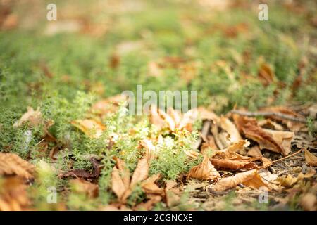 Verschwommener Waldhintergrund. Bunte Herbstblätter und Gras. Stockfoto