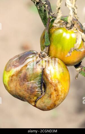 Tomatenkrankheit Blight Phytophthora infestans Tomatenkrankheit Mehltau Stockfoto