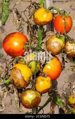 Tomatenpflanzenerkrankungen werden als Spätbrand oder Kartoffelfäule bezeichnet. Unreife Tomaten infiziert mit Blight Phytophthora infestans Mehltau Stockfoto