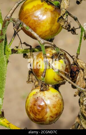 Tomatenkrankheit wird als spätes Blight oder Kartoffelbrand bekannt. Unreife Tomaten infiziert mit Blight Phytophthora infestans Mehltau, braune Schüsse auf Obst Stockfoto