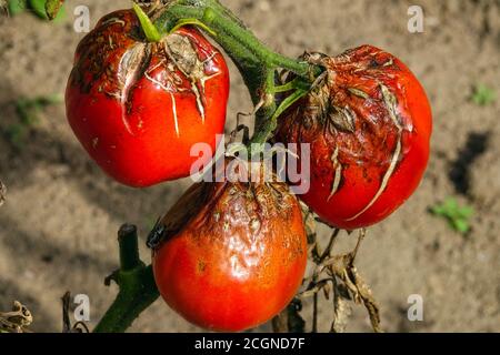 Tomatenfäule-Tomatenfäule Phytophthora infestans Mehltau verrottende Früchte Tomatenpflanze Tomatenfäule Tomaten Solanum lycopersicum fungi Mildews Stockfoto