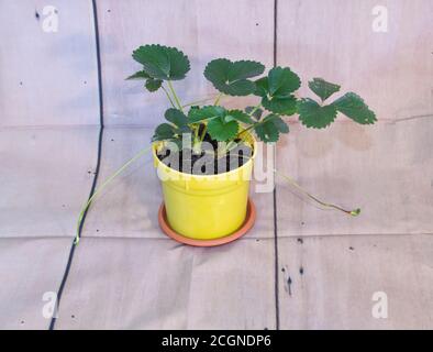 Wachsen Erdbeeren den Topf innen. Wie man Erdbeeren zu Hause anbauen Konzept Stockfoto