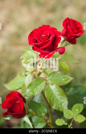 Blühende rote Rose mit Mehltau und selektivem Fokus Stockfoto